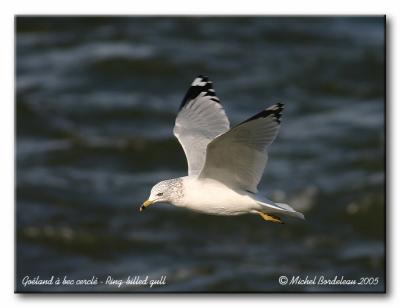 Goland  bec cercl - Ring-billed gull