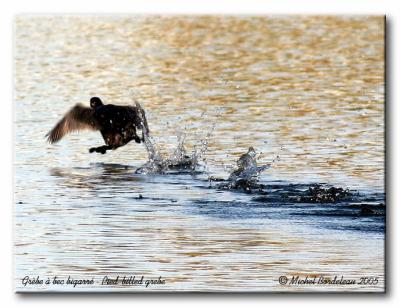 Grbe  bec bigarr - Pied-billed grebe
