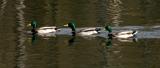 Canard colvertMallard