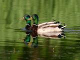 Canard colvertMallard