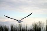 Goéland à bec cerclé - ring-billed gull