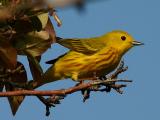 Paruline jaune - Yellow warbler