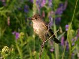 Moucherolle des saules - Flycatcher