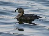 Grèbe à bec bigarré - Pied-billed grebe