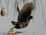 Gallinule (poule d'eau) - Common moorhen