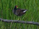 Gallinule (poule deau) - Common moorhen