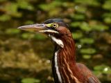 Hron vert - Green heron