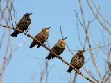 tourneau sansonnet - European starling