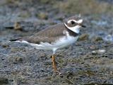 Pluvier semipalm - Semipalmated plover