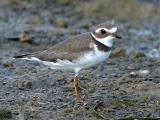 Pluvier semipalmé - Semipalmated plover