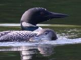 Plongeon huard