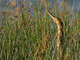Butor d'Amérique American bittern