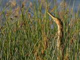 Butor dAmrique <br/> American bittern