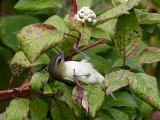 Viro aux yeux rouges <br/> Red eyes vireo