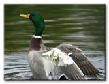 Canard colvert<br/>Mallard