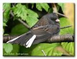 Junco ardoisé - Dark-eyed junco