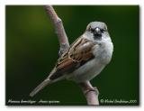 Moineau domestique - House sparrow