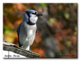 Geai bleu - Blue jay