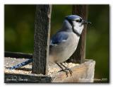 Geai bleu - Blue jay