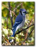 Geai bleu - Blue jay