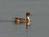 Canard pilet - Northern pintail