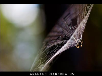 Araneus Dianernatus