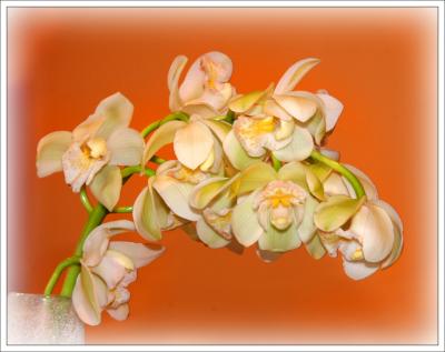 Stem of Orchids Two