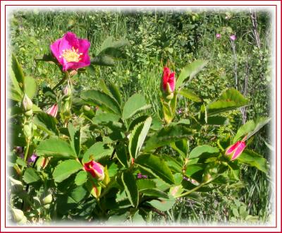 The Wild Rose Alberta's Provincial Flower