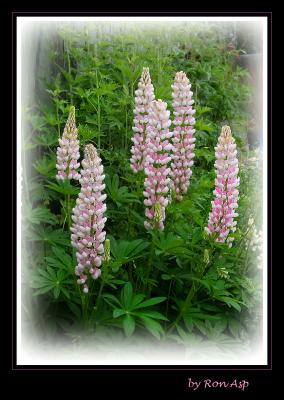 Lupins