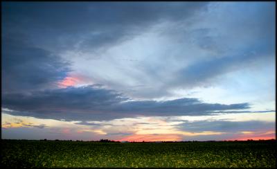 Canola Plus