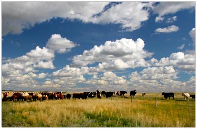 Cattle Farming Along Highway 41