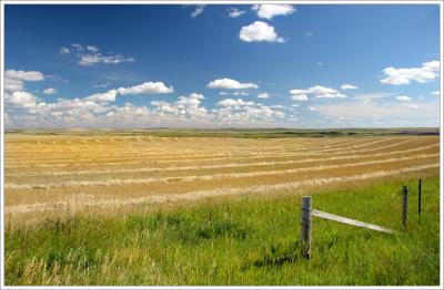 Grain Fields along 41