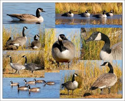 Canada Geese 2005 Series- 139 plus Photo's