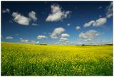 Canola