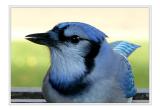 Blue Jay's 5 photo's