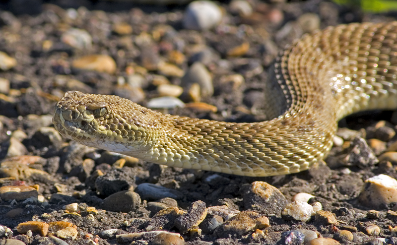 diamondback.jpg