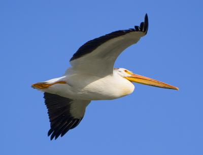 pelican10.jpg