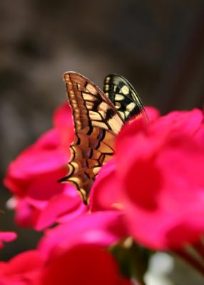 v3/23/546723/3/49007801.Machaon2.jpg