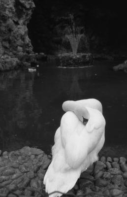 v3/23/546723/3/49765894.Cygne.jpg