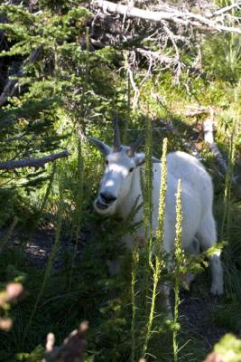 GlacierPark029.jpg