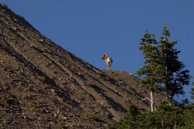 GlacierPark108.jpg