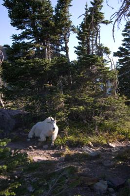 GlacierPark112.jpg