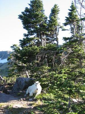 GlacierPark114.jpg