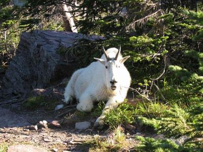 GlacierPark115.jpg