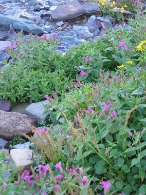 GlacierPark117.jpg