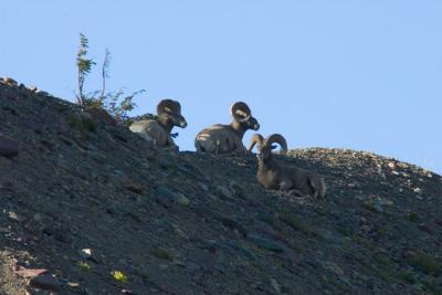 GlacierPark135.jpg
