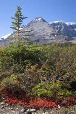 v3/23/553523/3/48781415.BanffPark039.jpg