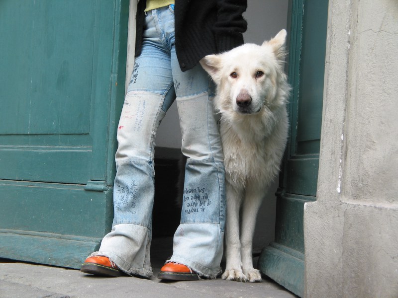 dog doc martens