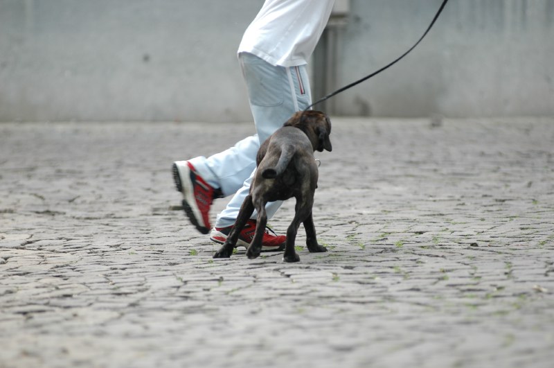 ?French?-?DOG?-(3148.JPG)