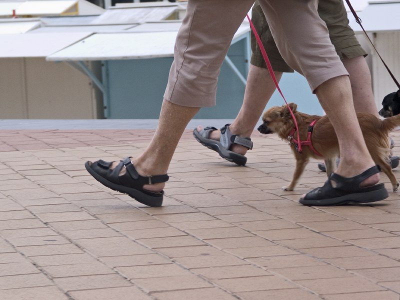 Dike, sandals and Chihuahuas